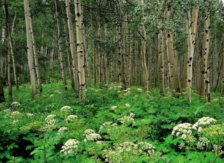 چهار تور مسافرتی یکروزه